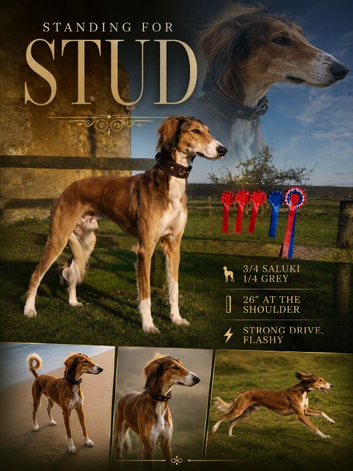 STUD- Saluki x lurcher