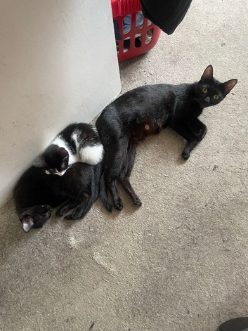 2black male kittens and 2 black and white female kitten