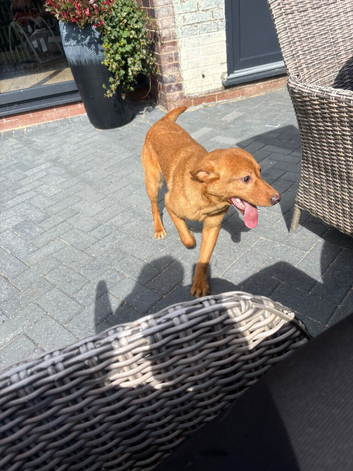 13 month old labrador
