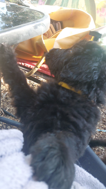 One double doodle left out of a litter of 6