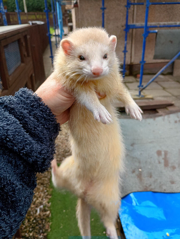 Sandy Jill ferret kit