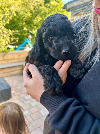 READY SOON Gorgeous Cockapoo pups