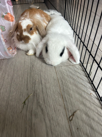 2 mixed breed 1 male 1 female