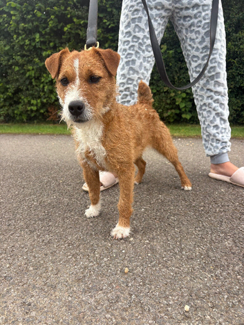 Young Working Terrier