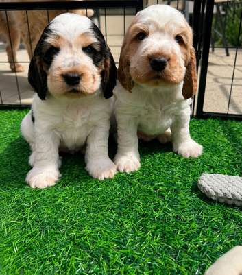 2 STUNNING BOYS LEFT KC Show-type cocker spaniel