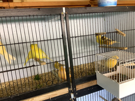 Canary's For sale