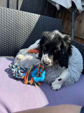 Female Sprocker Puppy