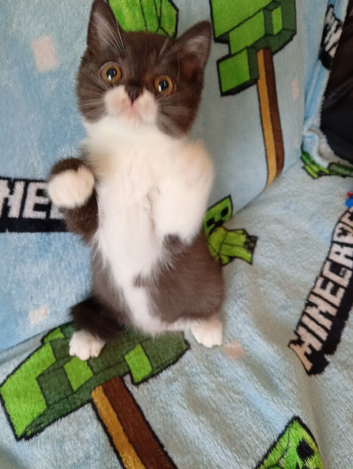 Exotic shorthair crossed Scottish straight kittens ready to leave
