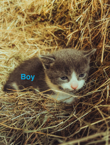 kittens