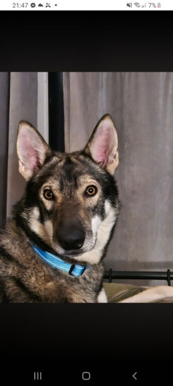Wolfdog husky