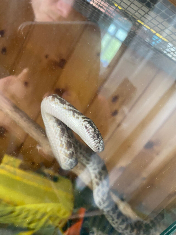 Female spotted python