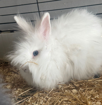 2 female teddydwerg bunnies URGENT HOME ASAP NEEDED