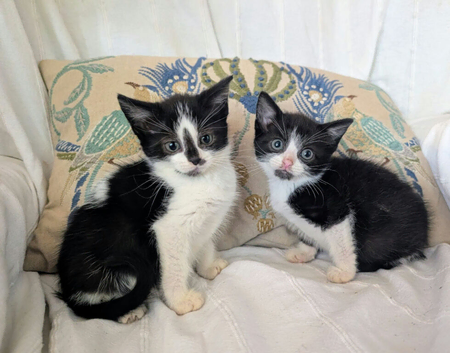 Very pretty kittens, wormed/flead/litter trained &pound;80