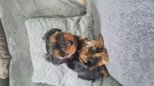Yorkshire terrier puppy