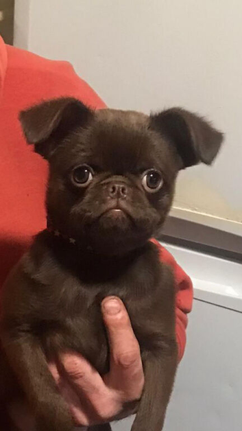Brussels Griffon puppies
