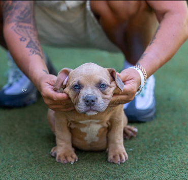 American pocket bullies