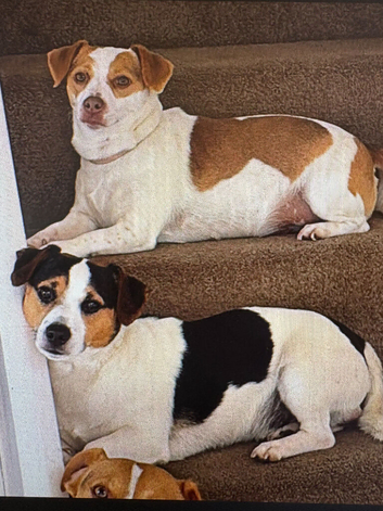 Pure Breed Jack Russell Pups