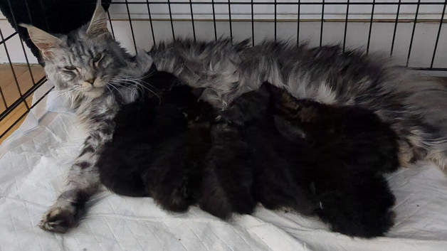 Champion Sired Maine Coon Kittens TICA Registered