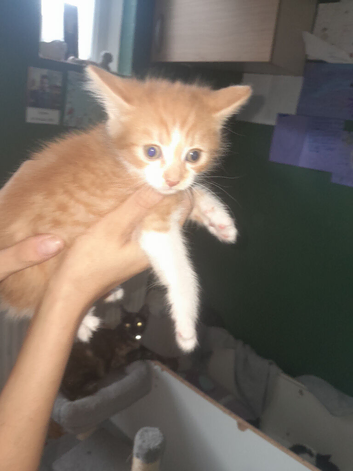 Beautiful kittens for sale