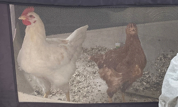 Chickens