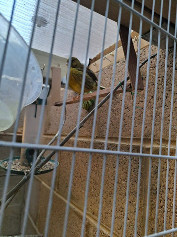 2 female canaries for sale