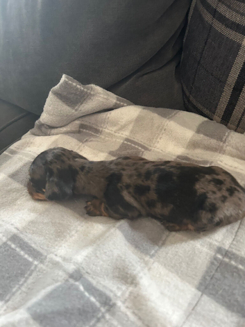 Miniture dashund pups