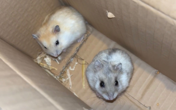2 female hamsters.