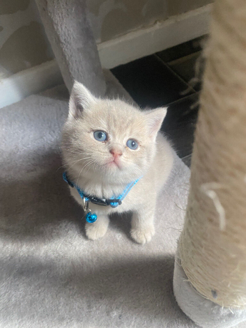 Beautiful Scottish straight  kittens blue and lilac ready to leave now