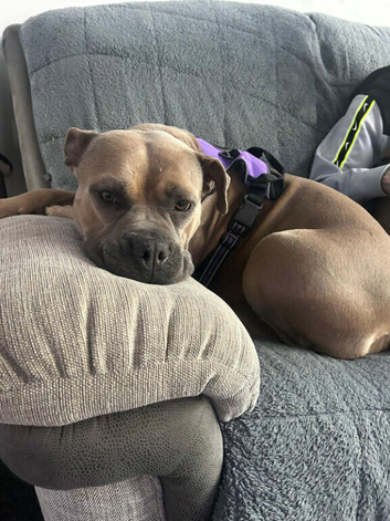 3 year old female