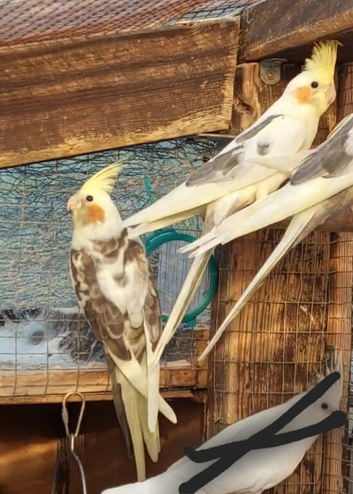 Pied and normal babies ready this weekend