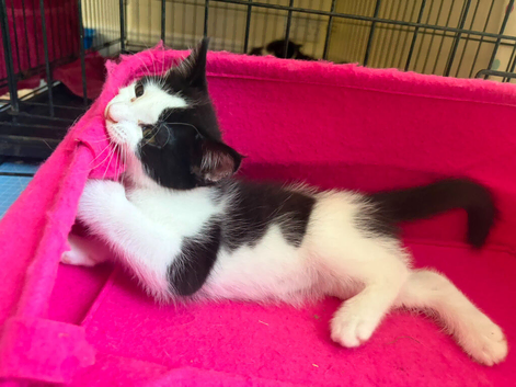 READY NOW! Gorgeous Black & White Kittens Looking For Homes!