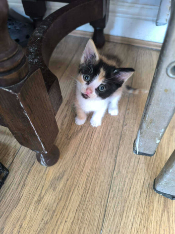 For sale kittens