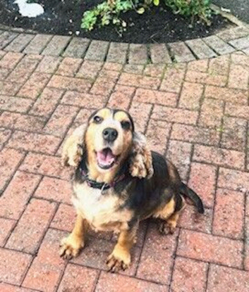 adult cocker spaniel