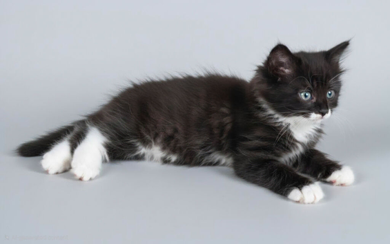 16 week old fluffy kitten