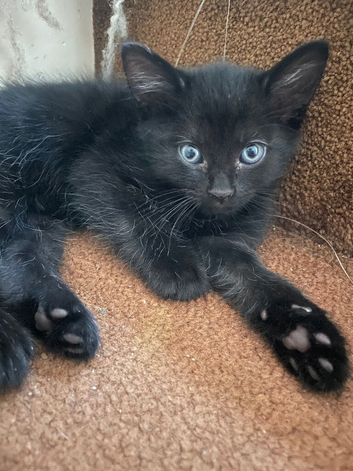 3 black female kittens