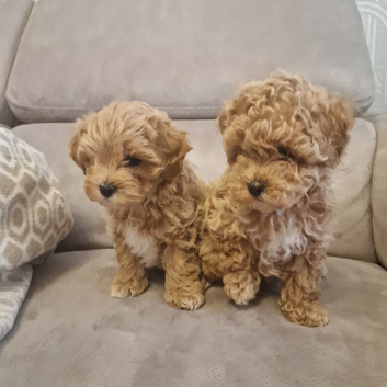 Sweet maltipoo