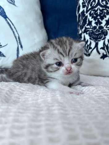 Beautiful British shorthair kittens