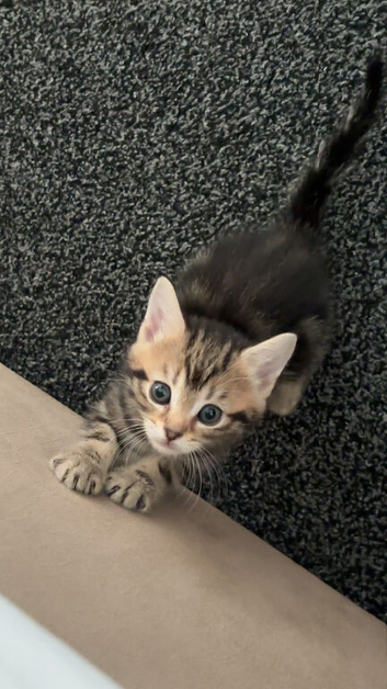 8week old female torbie kitten