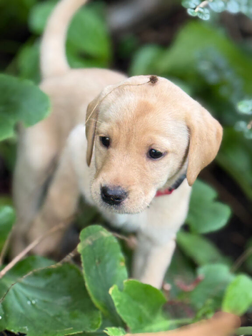 *Only 2 left* Beautiful Labrador Pups
