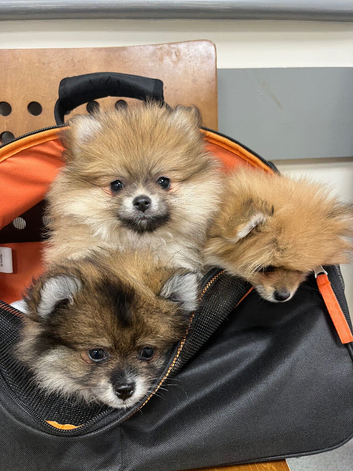 Beautiful KC Pomeranian Lola