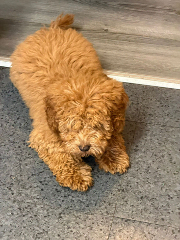Beautiful female cockapoo
