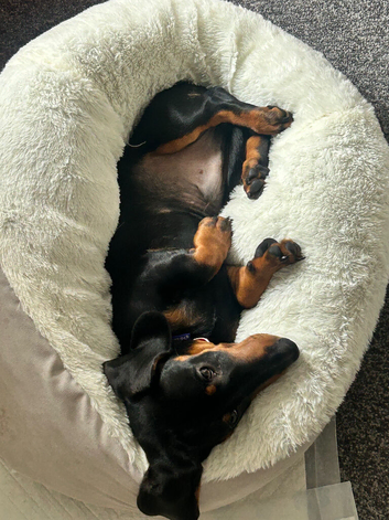 Black and Tan dachshund male