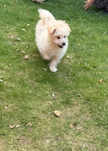 Pomapoo puppies