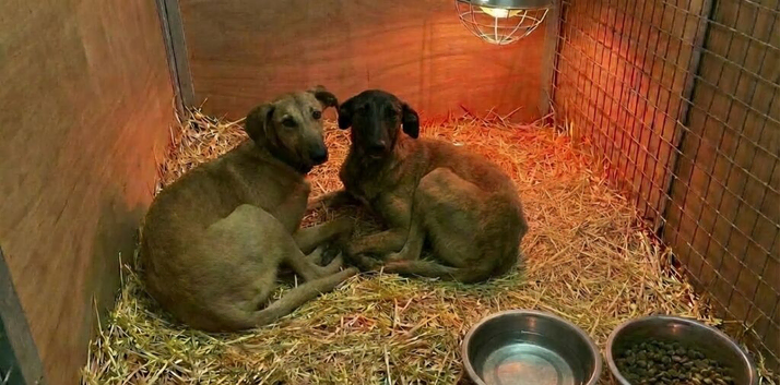 Saluki