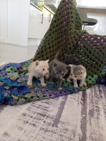 Beautiful kittens