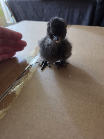silkie usa chicks