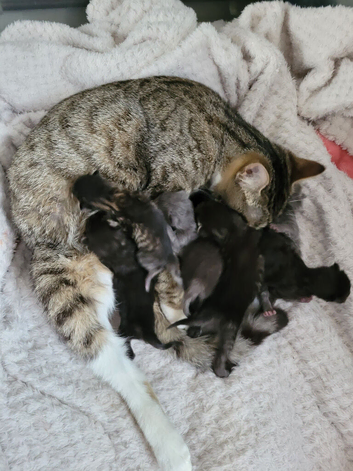 3x male and 2 x female turkish angora kittens