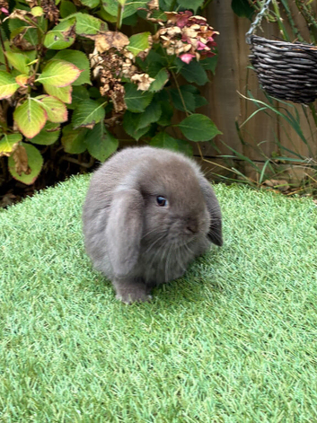 Pure bred mini lops .1 chocolate boy available.