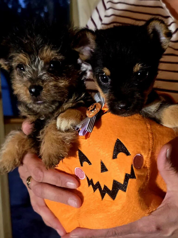 Yorkshire terrier puppies