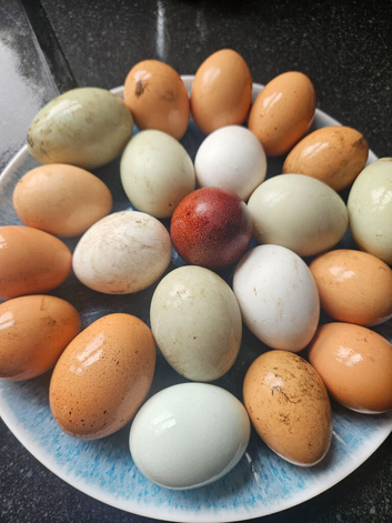 Hatching eggs